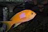 Square-spot fairy basslet, male coloration. Image #08852