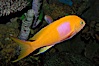 Square-spot fairy basslet, male coloration. Image #08853