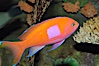 Square-spot fairy basslet, male coloration. Image #08854