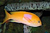 Square-spot fairy basslet, male coloration. Image #08855