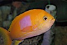 Square-spot fairy basslet, male coloration. Image #08856
