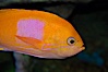 Square-spot fairy basslet, male coloration. Image #08857
