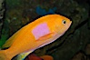 Square-spot fairy basslet, male coloration. Image #08858