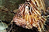 Lionfish. Image #08864