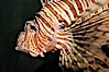Lionfish. Image #08865