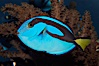 Palette surgeonfish, juvenile. Image #08866