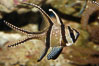 Banggai Cardinalfish.  Once thought to be found at Banggai Island near Sulawesi, Indonesia, it has recently been found at Lembeh Strait and elsewhere.  The male incubates the egg mass in his mouth, then shelters a brood of 10-15 babies in his mouth after they hatch, the only fish known to exhibit this behaviour.  Unfortunately, the aquarium trade is threatening the survival of this species in the wild. Image #08900