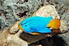 Sapphire devil, male coloration. Image #08906