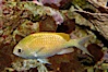 Blue-green chromis. Image #08910