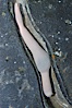 Fat innkeeper worm, seen in a cross section view of its habitat, an underwater hole. Image #08928