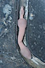 Fat innkeeper worm, seen in a cross section view of its habitat, an underwater hole. Image #08929