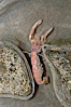 Ghost shrimp, seen in a cross section view of its habitat, an underwater hole. Image #08930