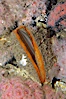 Rock scallop. Image #08931