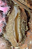 Rock scallop. Image #08932