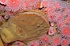 Rock scallop surrounded by strawberry anemones. Image #08933