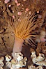Tube anemone. Image #08937