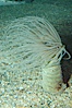Tube anemone. Image #08938