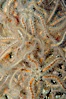 A confusing cluster of spiny brittle stars. Image #08942