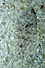 A small (2 inch) sanddab is well-camouflaged amidst the grains of sand that surround it. Image #08945