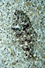 A small (2 inch) sanddab is well-camouflaged amidst the grains of sand that surround it. Image #08946