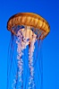 Sea nettles. Image #08951