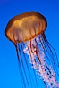 Sea nettles. Image #08953