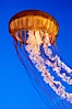 Sea nettles. Image #08954