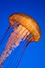 Sea nettles. Image #08961