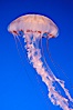Purple-striped jelly. Image #08971