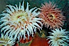 Fish-eating anemone. Image #08980
