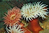 Fish-eating anemone. Image #08981