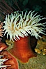 Fish-eating anemone. Image #08982