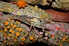Spot prawn. Image #08983