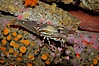 Spot prawn. Image #08984