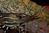 Spot prawn. Image #08985