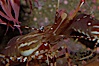 Spot prawn. Image #08986