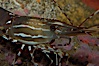Spot prawn. Image #08987