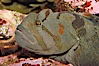 Monkey-faced eel. Image #08994