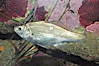 Spotfin surfperch. Image #08997