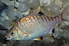 Rainbow surfperch. Image #09006