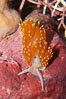 Aeolid nudibranch. Image #09023