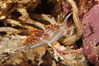 Aeolid nudibranch. Image #09024