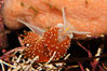 Aeolid nudibranch. Image #09025