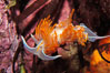 Aeolid nudibranch. Image #09028