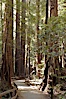Coastal redwoods and Douglas firs dominate the Muir Woods National Monument north of San Francisco.  Coast redwoods are the worlds tallest living species and second-most massive tree (after the giant Sequoia), reaching 370 ft in height and 22 ft in diameter.  Muir Woods National Monument, Golden Gate National Recreation Area, north of San Francisco. Muir Woods National Monument, California, USA. Image #09074
