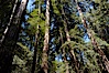 Coastal redwoods and Douglas firs dominate the Muir Woods National Monument north of San Francisco.  Coast redwoods are the worlds tallest living species and second-most massive tree (after the giant Sequoia), reaching 370 ft in height and 22 ft in diameter.  Muir Woods National Monument, Golden Gate National Recreation Area, north of San Francisco. Muir Woods National Monument, California, USA. Image #09076