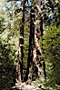 Coastal redwoods and Douglas firs dominate the Muir Woods National Monument north of San Francisco.  Coast redwoods are the worlds tallest living species and second-most massive tree (after the giant Sequoia), reaching 370 ft in height and 22 ft in diameter.  Muir Woods National Monument, Golden Gate National Recreation Area, north of San Francisco. Muir Woods National Monument, California, USA. Image #09078