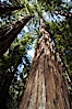 Coastal redwoods and Douglas firs dominate the Muir Woods National Monument north of San Francisco.  Coast redwoods are the worlds tallest living species and second-most massive tree (after the giant Sequoia), reaching 370 ft in height and 22 ft in diameter.  Muir Woods National Monument, Golden Gate National Recreation Area, north of San Francisco. Muir Woods National Monument, California, USA. Image #09079