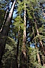 Coastal redwoods and Douglas firs dominate the Muir Woods National Monument north of San Francisco.  Coast redwoods are the worlds tallest living species and second-most massive tree (after the giant Sequoia), reaching 370 ft in height and 22 ft in diameter.  Muir Woods National Monument, Golden Gate National Recreation Area, north of San Francisco. Muir Woods National Monument, California, USA. Image #09080