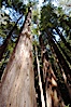 Coastal redwoods and Douglas firs dominate the Muir Woods National Monument north of San Francisco.  Coast redwoods are the worlds tallest living species and second-most massive tree (after the giant Sequoia), reaching 370 ft in height and 22 ft in diameter.  Muir Woods National Monument, Golden Gate National Recreation Area, north of San Francisco. Muir Woods National Monument, California, USA. Image #09081